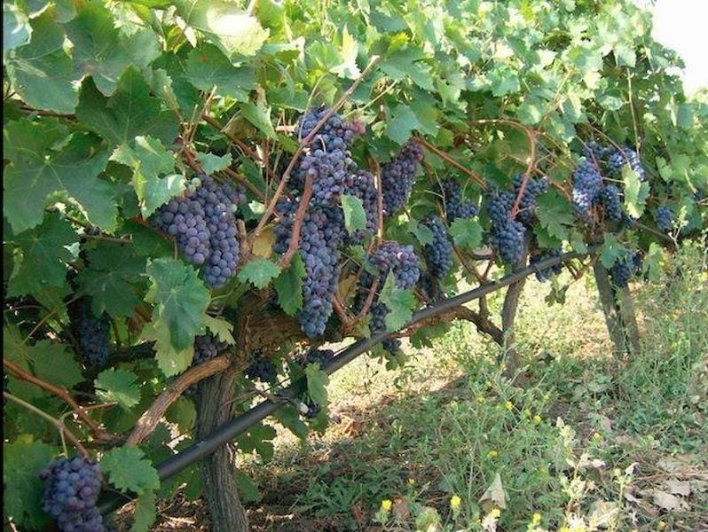 Tzivani Bio Wines vineyards full of bunches of black grapes